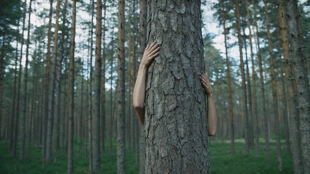 Video Reference: tree, ecosystem, woodland, trunk, forest, grove, woody plant, old growth forest, wood, spruce fir forest, Person