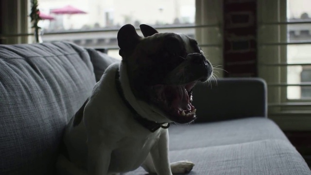 Video Reference: Vertebrate, Dog, Mammal, Canidae, Facial expression, Dog breed, French bulldog, Snout, Yawn, Carnivore