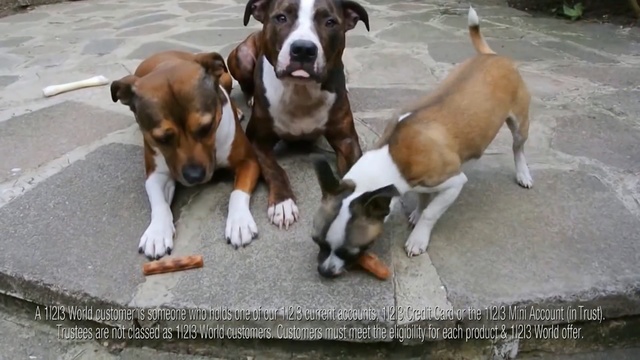 Video Reference: dog, dog like mammal, dog breed, dog breed group, carnivoran, Person