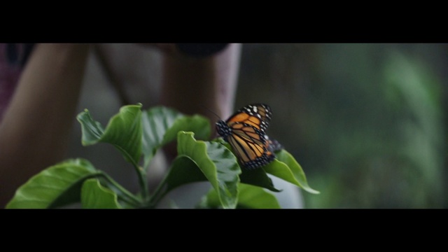 Video Reference: Butterfly, Insect, Moths and butterflies, Pollinator, Invertebrate, Monarch butterfly, Brush-footed butterfly, Macro photography, Leaf, Plant