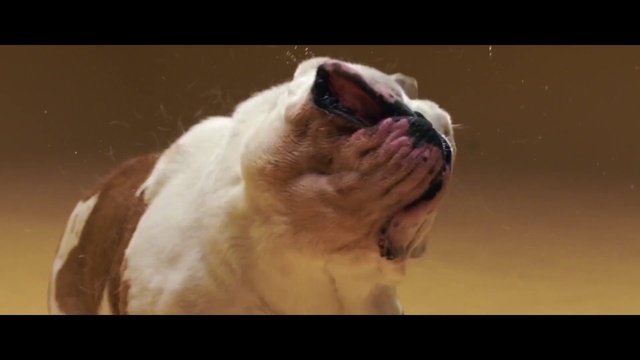 Video Reference: Dog, Canidae, Dog breed, Old english bulldog, Olde english bulldogge, Bulldog, Snout, Carnivore, Companion dog, British bulldogs, Animal, Sitting, Looking, White, Photo, Laying, Monitor, Cat, Brown, Screen, Large, Television, Water, Standing, Room, Mammal, Puppy