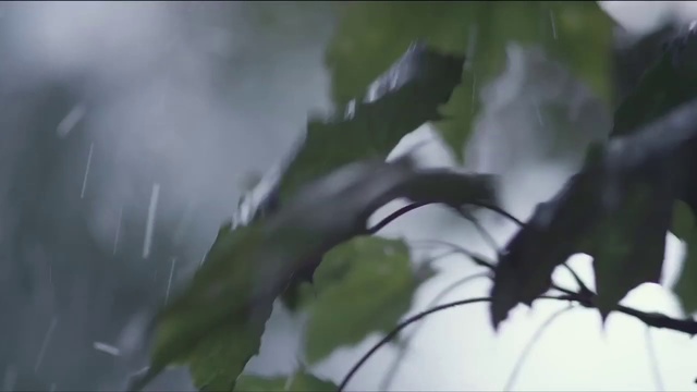 Video Reference: Nature, Leaf, Vegetation, Branch, Plant, Tree, Plant stem, Twig, Flower, Wildlife