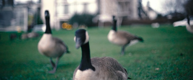 Video Reference: Bird, Vertebrate, Duck, Canada goose, Water bird, Ducks, geese and swans, Goose, Beak, Waterfowl, Grass