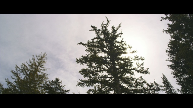 Video Reference: sky, tree, nature, woody plant, leaf, branch, cloud, spruce, pine family, atmosphere