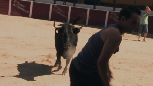 Video Reference: bull, cow, cattle, farm, dairy, livestock, bovine, placental, calf, mammal, pasture