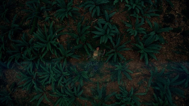 Video Reference: green, vegetation, leaf, flora, organism, pattern, plant, forest, computer wallpaper, grass