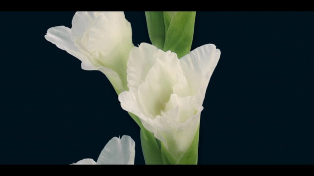 Video Reference: Flower, Flowering plant, White, Petal, Plant, Botany, Iris, Gladiolus, Morning glory