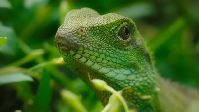 Video Reference: Reptile, European green lizard, Lizard, Scaled reptile, Green, Iguana, Green iguana, Terrestrial animal, Chameleon, Iguania, Animal, Small, Sitting, Grass, Bird, Looking, Piece, Little, Close, Half, Face, Standing, Yellow, Colorful, Eating, Fruit, Blue, Laying, Branch, Snake, Frog, Amphibian, Iguanidae, Anole, Common chameleon, Crocodile