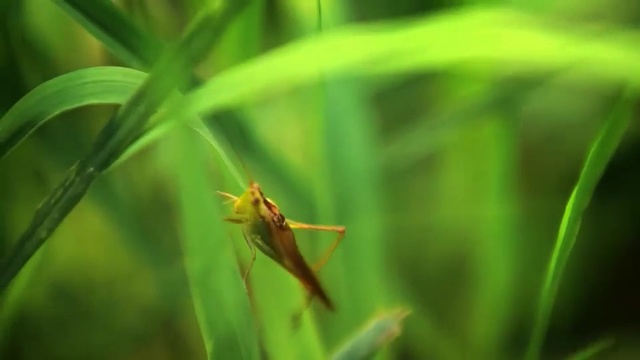 Video Reference: Nature, Green, Grass, Vegetation, Leaf, Plant, Insect, Grass, Organism, Terrestrial plant