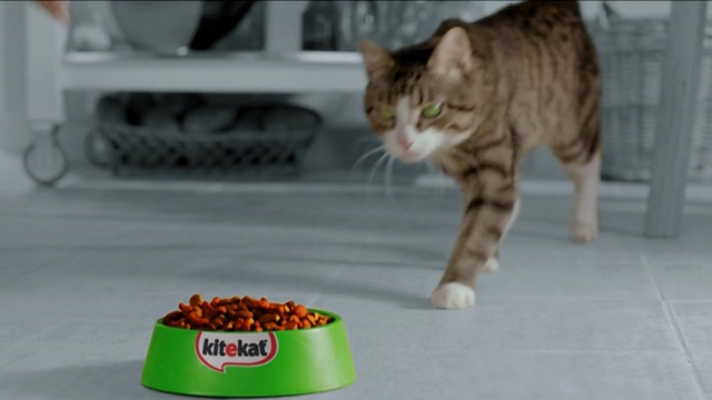 Video Reference: cat, fauna, small to medium sized cats, whiskers, tabby cat, cat like mammal, domestic short haired cat, dragon li, kitten, european shorthair, Person