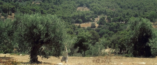 Video Reference: ecosystem, vegetation, tree, nature reserve, shrubland, tropical and subtropical coniferous forests, forest, temperate broadleaf and mixed forest, rural area, biome