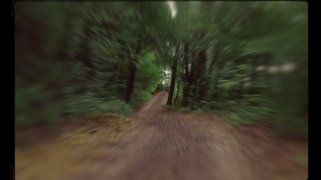 Video Reference: Green, Nature, Tree, Natural environment, Forest, Woodland, Light, Road, Dirt road, Biome, Blurry, Cat, Sitting, Riding, Small, Brown, Man, Street, Young, Red, Holding, Bird, Standing, Plant, Mammal, Domestic cat