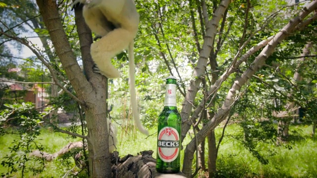Video Reference: Tree, Nature, Green, Drink, Bottle, Natural environment, Nature reserve, Plant, Woodland, Forest