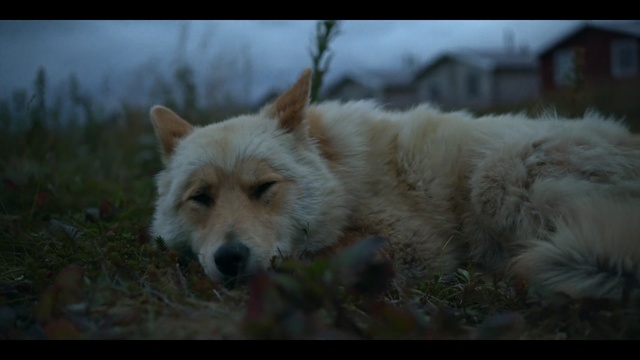 Video Reference: Dog, Mammal, Vertebrate, Dog breed, Canidae, Carnivore, Berger blanc suisse, West highland white terrier, Canis, White shepherd