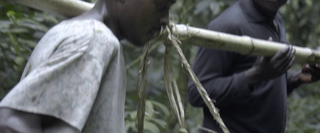 Video Reference: Human, Tree, Wind instrument, Plant, Adaptation, Branch, Musical instrument, Woodwind instrument