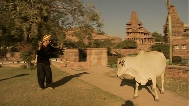 Video Reference: herd, historic site, temple, tourist attraction, cattle like mammal, ox, tourism, tree, Person