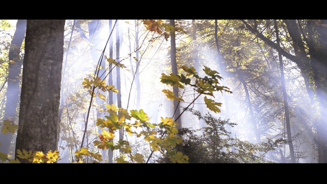Video Reference: Nature, Tree, Sunlight, Branch, Leaf, Yellow, Natural environment, Light, Forest, Atmospheric phenomenon