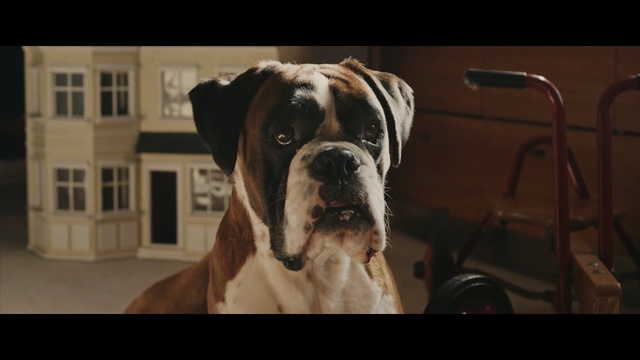 Video Reference: Dog, Mammal, Vertebrate, Dog breed, Canidae, Olde english bulldogge, Snout, Bulldog, Carnivore, Boxer