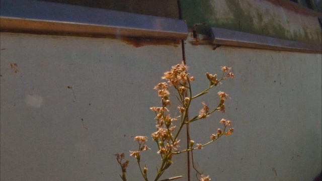 Video Reference: Plant, Flower, Twig, Branch, Plant stem, Rust