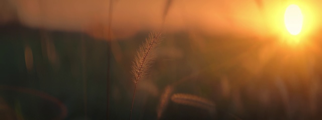 Video Reference: Nature, Orange, Red, Light, Sky, Macro photography, Atmospheric phenomenon, Brown, Close-up, Yellow