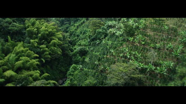 Video Reference: Vegetation, Nature, Forest, Natural environment, Green, Tropical and subtropical coniferous forests, Jungle, Nature reserve, Rainforest, Biome
