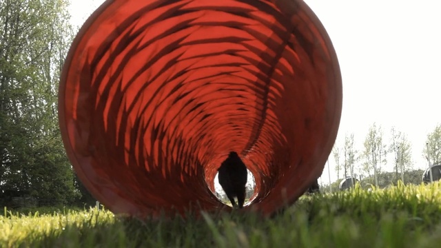 Video Reference: red, grass