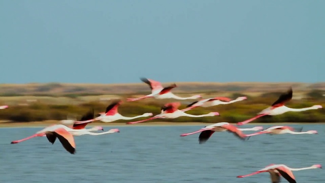 Video Reference: Bird, Flamingo, Greater flamingo, Water bird, Flock, Bird migration, Beak, Animal migration, Seabird, Wildlife