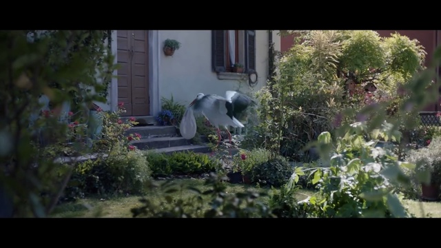 Video Reference: plant, nature, flora, flower, garden, yard, grass, leaf, tree, screenshot