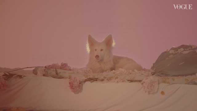 Video Reference: Canidae, Carnivore, Fawn