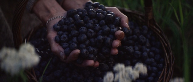 Video Reference: berry, fruit, edible fruit, blueberry, blackberry, huckleberry, sweet, fresh, blueberries