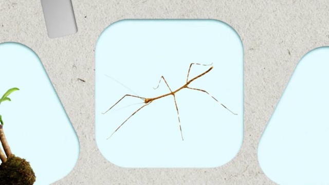 Video Reference: Branch, Insect, Twig