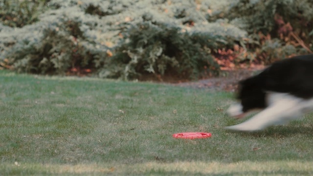 Video Reference: Canidae, Dog, Grass, Dog breed, Lawn, Carnivore, Tree, Sporting Group, Border collie, Tail