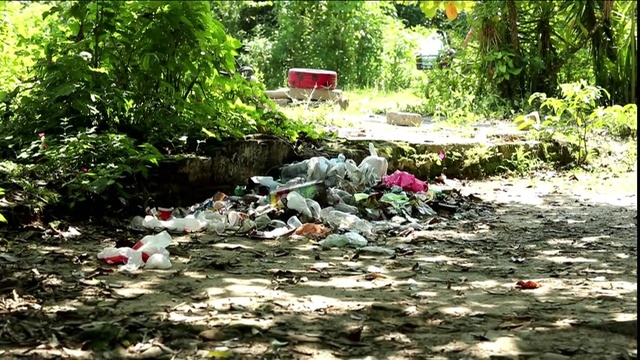 Video Reference: Natural landscape, Waste, Botany, Plant, Leaf, Pollution, Litter, Tree, Watercourse, Plant community