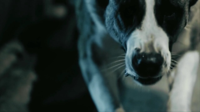 Video Reference: Dog breed, Canidae, Nose, Dog, Snout, Whiskers, Carnivore, Sporting Group, Border collie