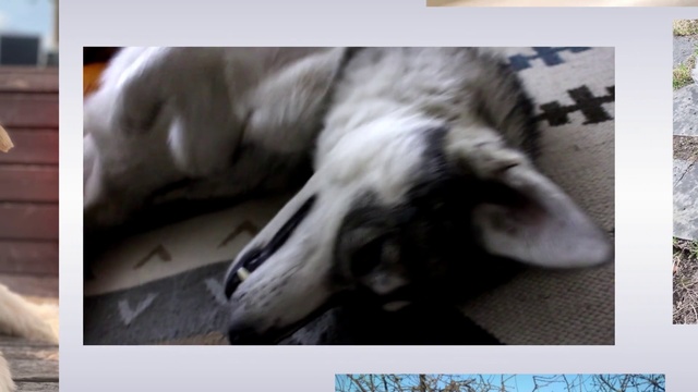 Video Reference: Photograph, Snapshot, Photo caption, Dog breed, Snout, Organism, Photography, Font, Canidae, Adaptation