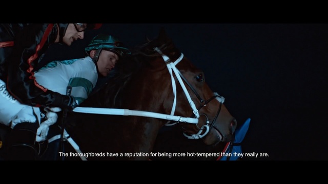 Video Reference: Bridle, Horse, Halter, Horse tack, Horse harness, Rein, Horse supplies, Organism, Photography, Stallion