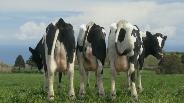 Video Reference: dairy cow, cattle like mammal, pasture, grazing, grassland, herd, dairy, grass, meadow, cow goat family