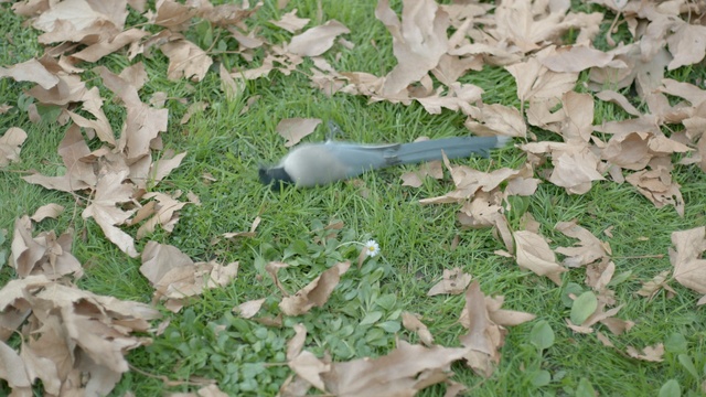 Video Reference: fauna, bird, leaf, grass, beak, grass family, tail, wildlife