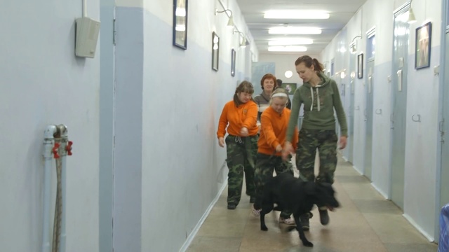 Video Reference: Sporting Group, Canidae