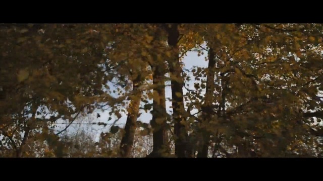 Video Reference: Tree, Nature, Leaf, Reflection, Branch, Natural environment, Woody plant, Forest, Woodland, Vegetation