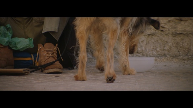 Video Reference: dog, hunting dog, terrier, canine, shepherd dog, pet, hound, domestic animal, fur, cute