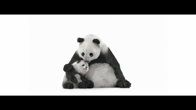 Video Reference: Bear, White, Photograph, Stuffed toy, Head, Snout, Black-and-white, Organism, Monochrome photography, Nose, Person
