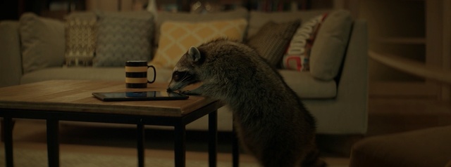 Video Reference: animal, mammal, fur, rodent, critter, cat, wildlife, cute, furry, wild, animals, domestic, pet, tail