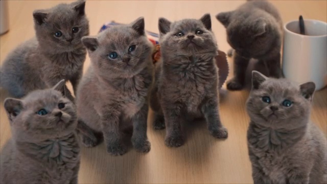 Video Reference: Cat, Mammal, Vertebrate, Small to medium-sized cats, Felidae, British shorthair, Carnivore, Whiskers, British longhair, Russian blue