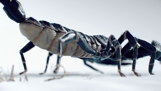 Video Reference: Insect, Origami, Art, Organism, Invertebrate, Locust, Craft, Cricket-like insect, Creative arts, Arthropod