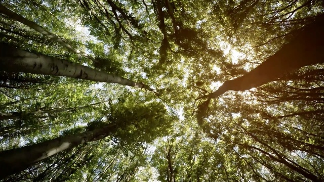 Video Reference: Tree, Nature, Branch, Sunlight, Natural environment, Vegetation, Green, Sky, Light, Trunk