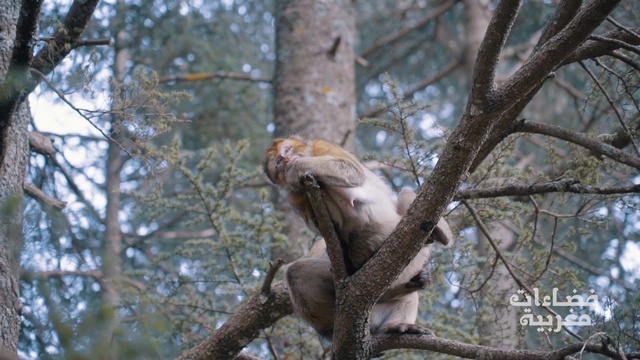 Video Reference: tree, fauna, branch, plant, wildlife, forest