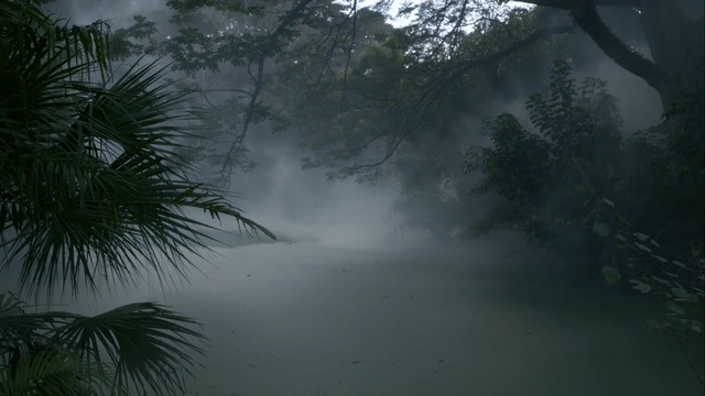 Video Reference: nature, mist, vegetation, forest, rainforest, fog, ecosystem, atmosphere, jungle, morning