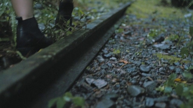 Video Reference: Leaf, Tree, Grass, Woodland, Forest, Plant, Adaptation, Soil, Jungle