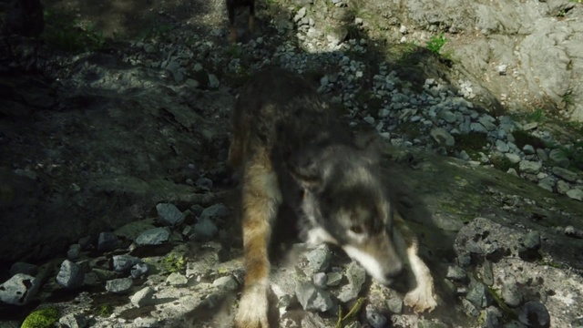 Video Reference: Canidae, Wolfdog, Carnivore, Wildlife, Forest, Dog breed, Animal, Outdoor, Mammal, Rock, Standing, Grass, Stone, Rocky, Small, Brown, Bear, White, Dog, Large, Black, Sitting, Walking, Cat, Eating, Enclosure, Polar, Grazing, Zoo, Wolf, Wild dog